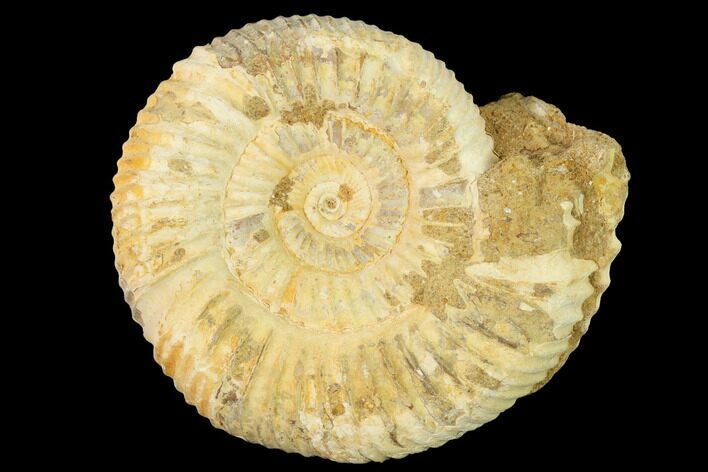 Jurassic Ammonite (Perisphinctes) Fossil - Madagascar #140389
